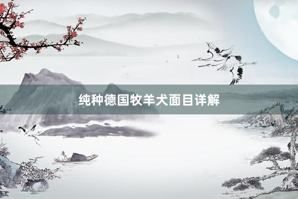 纯种德国牧羊犬面目详解